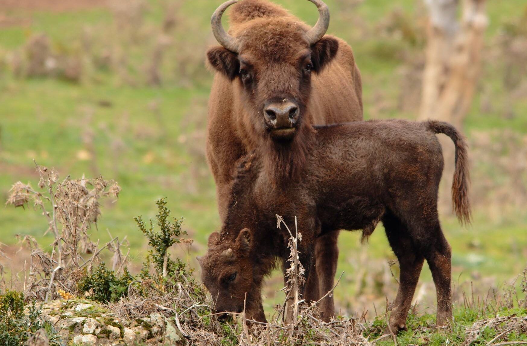 Parque Lacuniacha, Pirineos Aragón